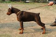 淮北犬舍卖杜宾。杜宾一般什么价位
