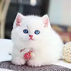 河南洛阳曼基康矮脚猫猫舍特惠