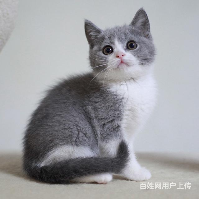 随州出售纯种蓝白的地点 纯种蓝白市场价的图片