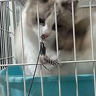 布偶猫两只