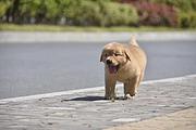 通辽纯种金毛价位 知名金毛犬舍