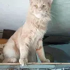 白山纯种缅因猫猫舍 正规猫舍家庭式繁育