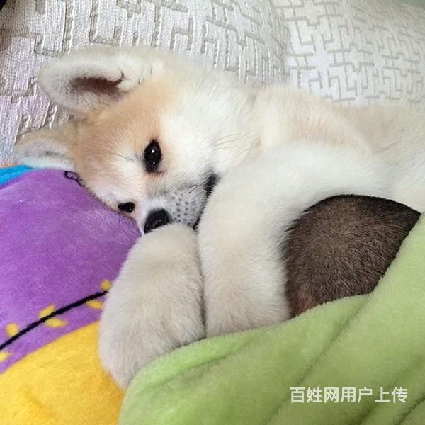 湛江哪儿有纯种秋田犬出售，纯种秋田犬价位表的图片