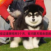 兴安卖阿拉斯加的狗场，阿拉斯加多少钱一只