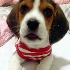 日照养比格犬的地方，卖比格犬的地方