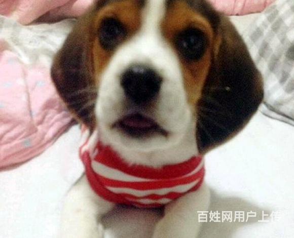 威海卖比格犬的犬舍，犬舍比格犬一般价位的图片