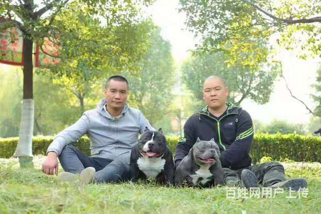 毕节恶霸犬出售 恶霸犬价格的图片