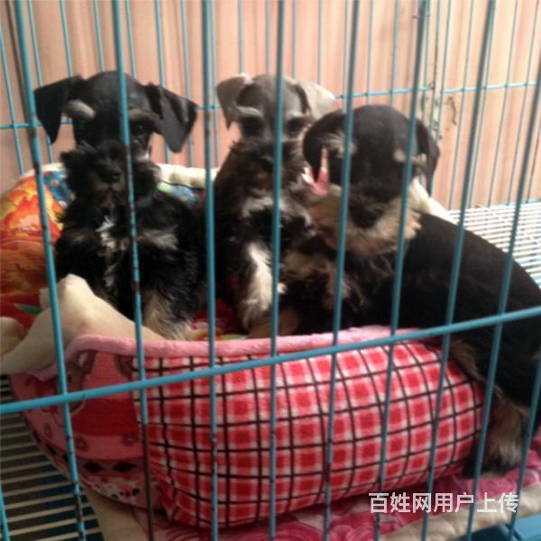 通辽上哪可以看到雪纳瑞犬舍，雪纳瑞犬舍地址位置的图片