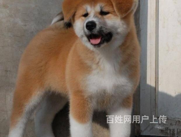 纯种秋田多少钱一只 北京哪里卖秋田犬 高品质秋田犬