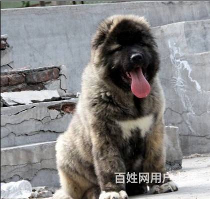 熊版高家索，高品质高家索犬，血统保证 非诚勿扰的图片