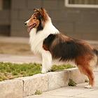 纯种喜乐蒂幼犬出售