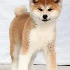 赛品 秋田犬 价格实惠 签合同 性价比高