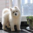 纯种萨摩耶幼犬出售, 保纯种、健康 可签协议