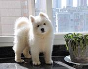 纯种萨摩耶幼犬出售, 保纯种、健康 可签协议