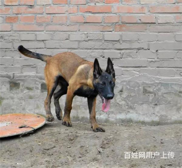 通辽养马犬的地方，卖马犬的地方的图片