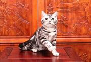 纯种虎斑猫市场价多少 图片价格 虎斑猫怎么养