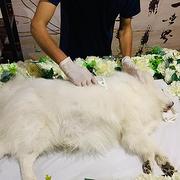 许昌家庭宠物遗体无害化处,许昌宠物殡仪馆