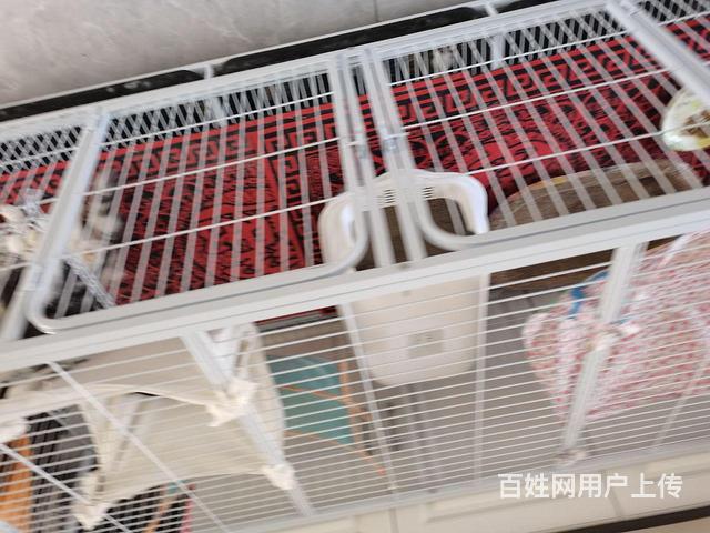 猫笼子的图片