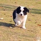双血统精品边境幼犬  精品边牧幼犬