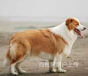 嘉兴泰迪繁殖场泰迪多少钱一只