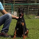 精品德系杜宾犬丨视频看狗上门挑选丨协议保障健康