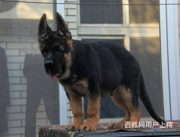 纯种德国牧羊犬多只待售 大骨架大头版狗场直销品质好