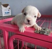 菏泽上哪可以看到法斗犬舍，法斗犬舍地址位置