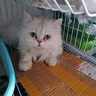不养猫了
