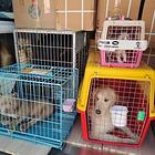 沧州献县托运{猫狗}活体运输邮寄（承接所有活体运输安全202
