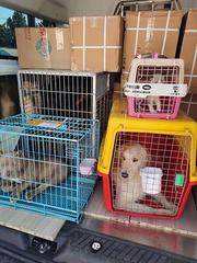 启东宠物托运（猫狗）活体运输邮寄高效率2023/今日/启东