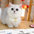 曼基康矮脚猫哪里有卖的 多少钱一只 图片价位
