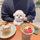 本地推荐精品纯种健康纯种健康比熊犬可签协议