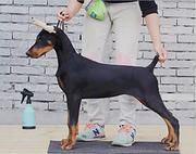 杜宾犬 纯种犬 德系高大 威猛的杜宾犬