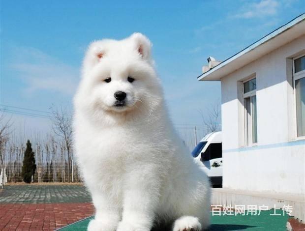 北京纯种萨摩耶犬多少钱北京哪卖萨摩耶幼犬保健康