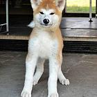 日系秋田犬 纯种秋田犬 价格不菲 非诚勿扰