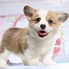 陇南柯基繁殖场 柯基犬舍联系方式