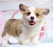 通辽哪里有柯基卖 柯基犬舍信息