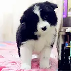 三门峡【*推荐】边牧犬舍‖边牧养殖场