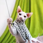 哪里有斯芬克斯无毛猫卖 图片价格 纯种幼猫