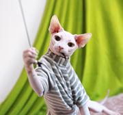 斯芬克斯无毛猫价格图片 幼猫多少钱一只 怎么养
