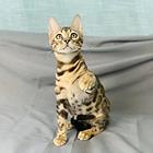 哪里有孟加拉豹猫卖的 豹猫性格怎么样 包纯种健康