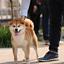 【全国犬舍】波仔