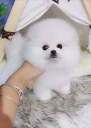 唐山哪里有卖博美的 唐山博美怎么卖 唐山博美多少钱