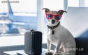 宁波宠物托运*猫狗宠物空运*陆运收费查询