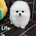 洛阳哪里有博美卖 博美犬舍信息