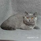 湖北宜昌纯种澳血蓝猫全国包邮