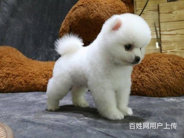 出售超萌纯种哈多利球形博美幼犬 欲购从速