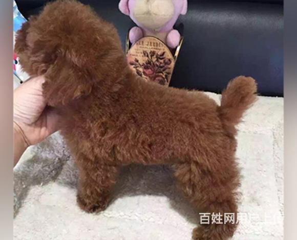 绵阳上哪家店可以买到泰迪 买泰迪一只需要多少钱的图片