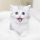 临沂哪里有猫舍，价格多少钱一只，在哪买放心