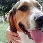惠州优质比格犬如何挑选，优质比格犬多少钱一个